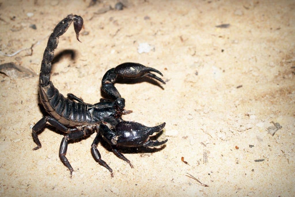 Bugs can be one thing to watch out for when you want to stay safe while living in an RV.