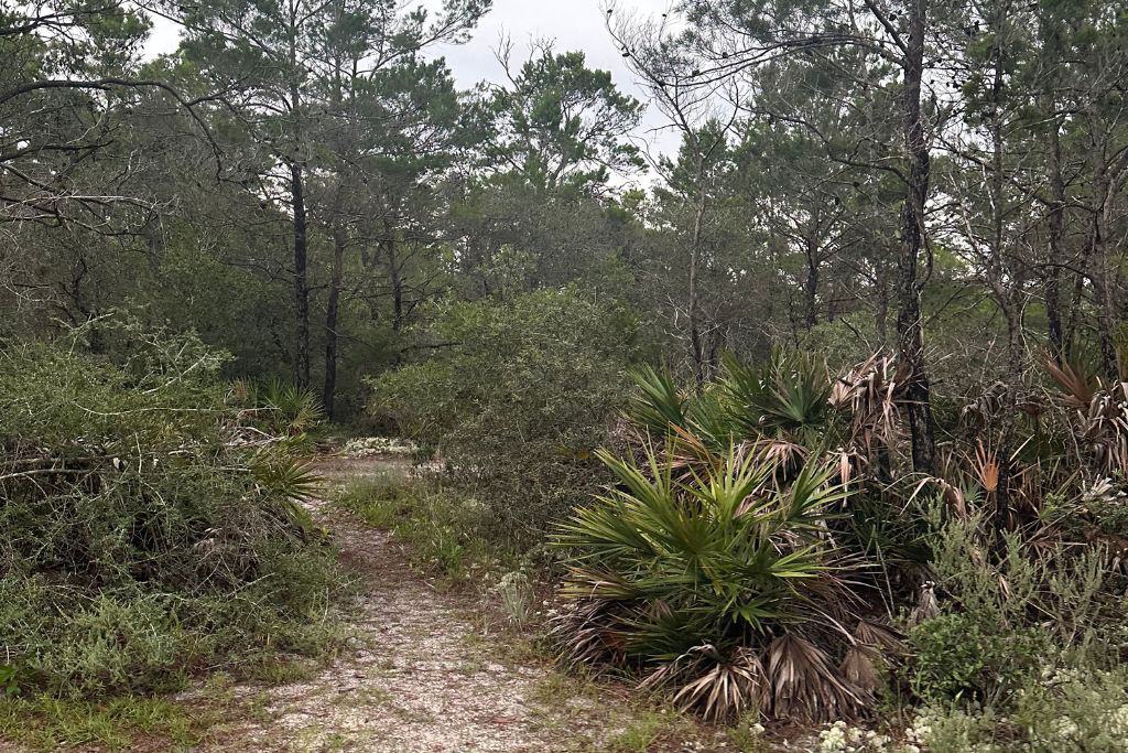 Topsail Hill Preserve State Park Campground Review: There are lots of opportunities to hike at Topsail. 