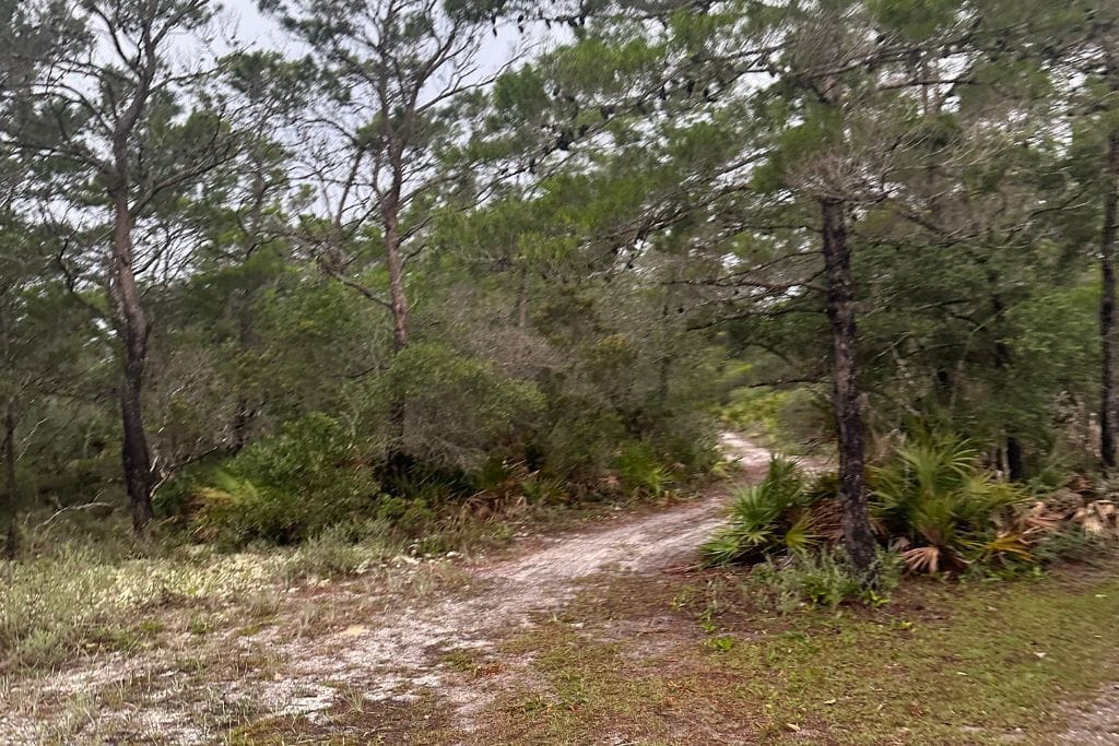 Topsail Hill Preserve State Park Campground Review: There are lots of opportunities to hike at Topsail. 