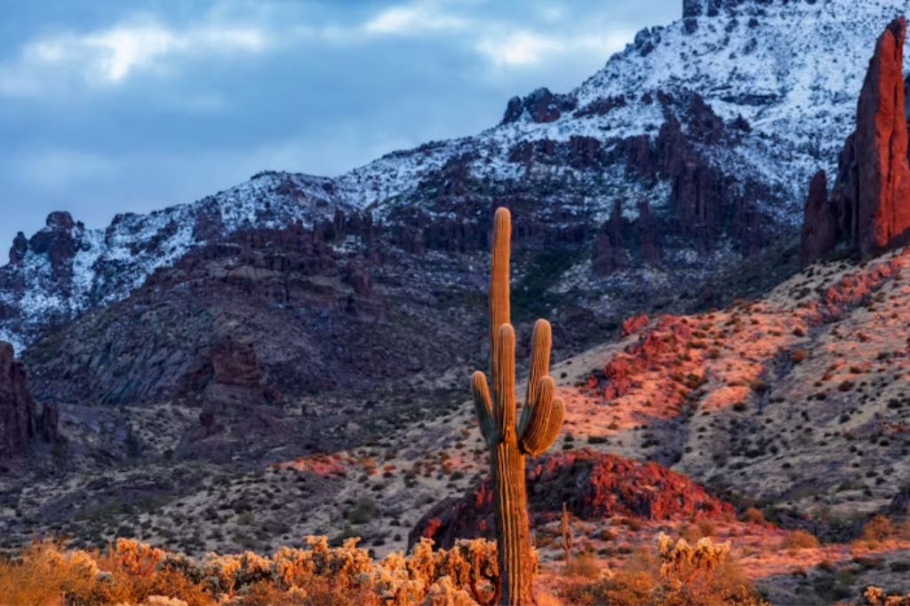A desert landscape featuring a tall saguaro cactus in the foreground, set against a backdrop of rocky mountains dusted with snow. The warm sunset light casts a reddish glow on the terrain, contrasting with the cool blue sky and snow-capped peaks.