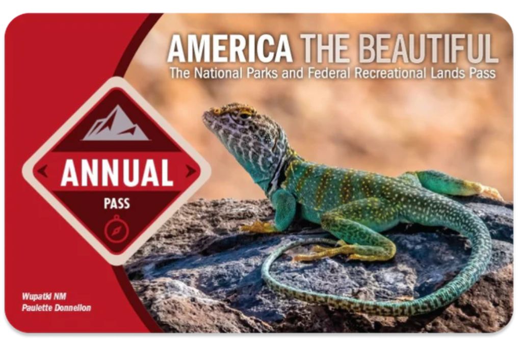 An 'America the Beautiful' National Parks and Federal Recreational Lands Annual Pass featuring a vibrant image of a green and yellow spotted lizard resting on a rock. The pass design includes a red banner on the left side with a white diamond-shaped icon displaying the words 'Annual Pass,' along with a small compass symbol. The background is a blurred desert landscape, enhancing the focus on the lizard and the pass details.