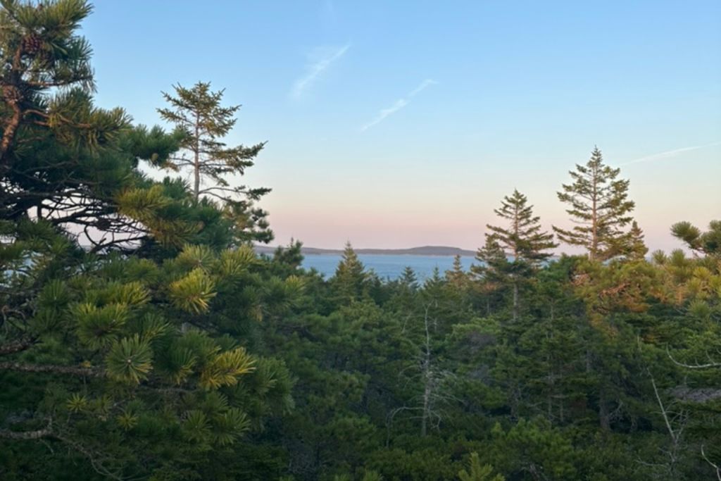 A scenic view of a coastal forest with tall evergreen trees in the foreground. Beyond the trees, the ocean is visible under a soft evening sky, with pink and blue hues blending at the horizon. The tranquil scene captures the beauty of nature and the peacefulness of the landscape at dusk.