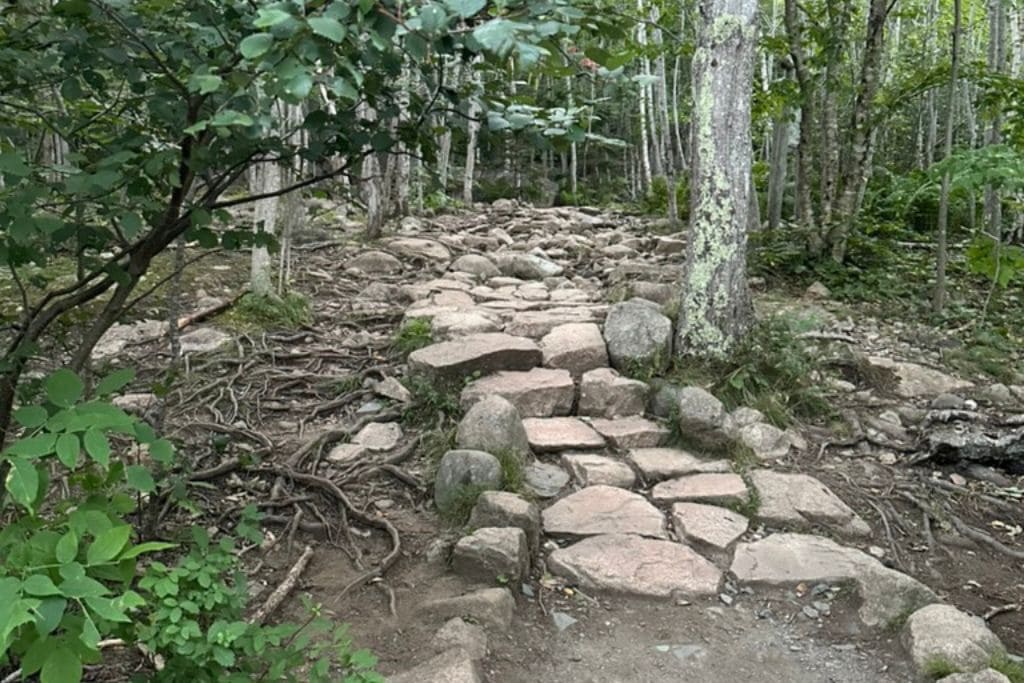 This image shows a forest trail in Acadia National Park, lined with tree roots and rocks. The trail is rugged and uneven, with large stones forming a natural staircase through the dense woods. Tall trees with green foliage provide a canopy, creating a shaded, peaceful atmosphere. The scene highlights the natural beauty and rustic charm of hiking trails in Acadia.