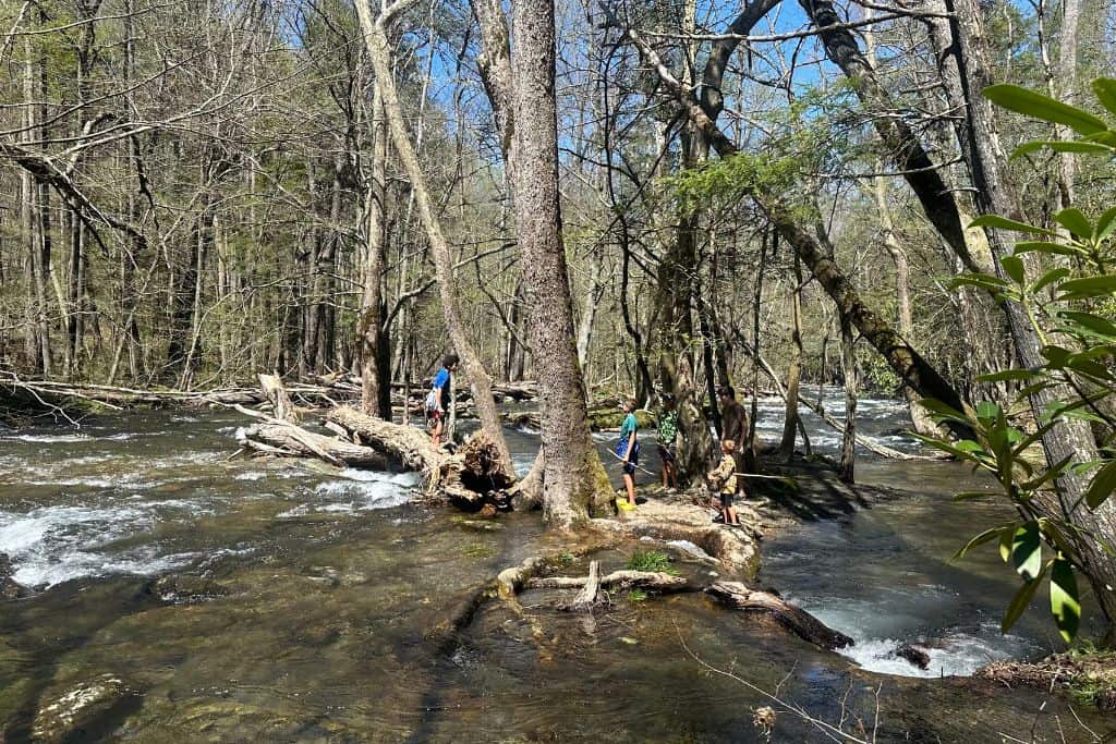 The image shows a group of people exploring a forested area by a flowing river. They stand on and around a fallen tree that extends into the water, with some people balancing on the trunk. The clear river rushes past, surrounded by tall, leafless trees that create a natural canopy. The bright sunlight filters through, highlighting the lush greenery and creating a serene outdoor scene.